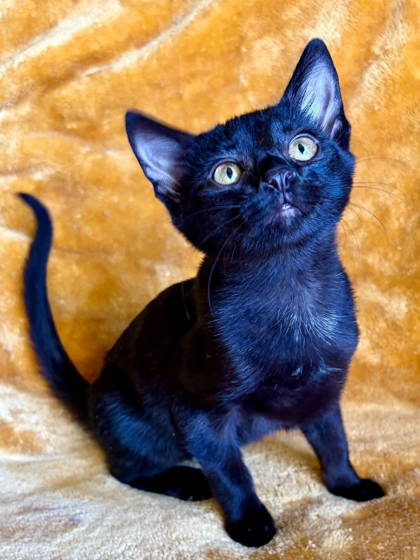 Jethro - SEE ME AT PETCO! photo