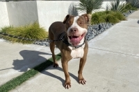 Canelo photo 2