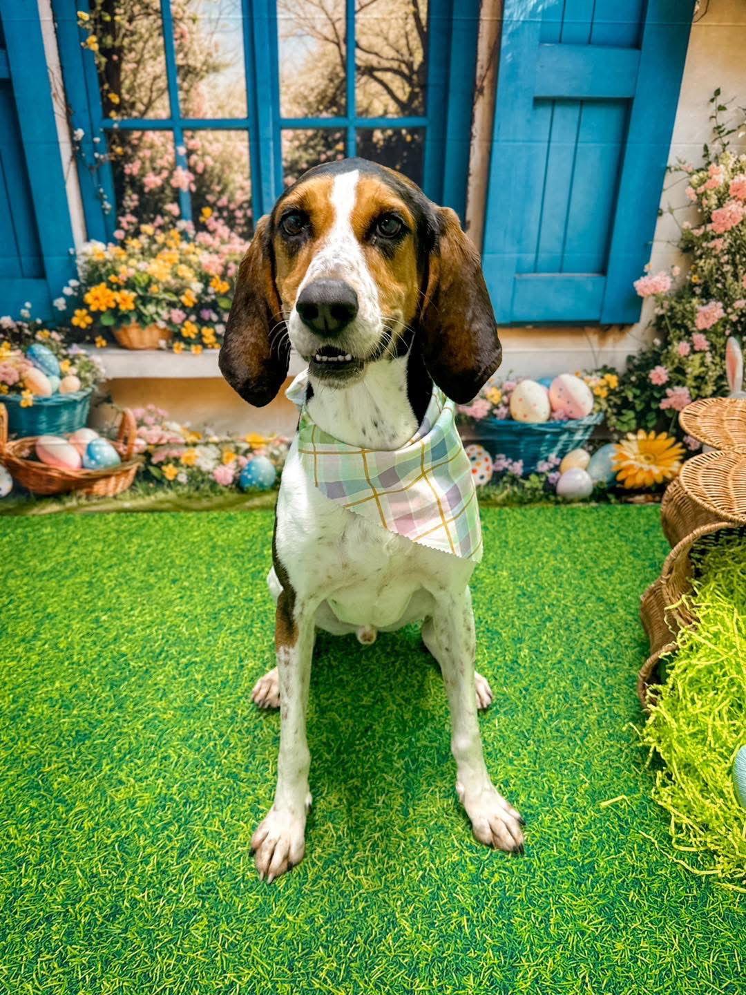 Snoop, Adoptable, Adult Male Coonhound.