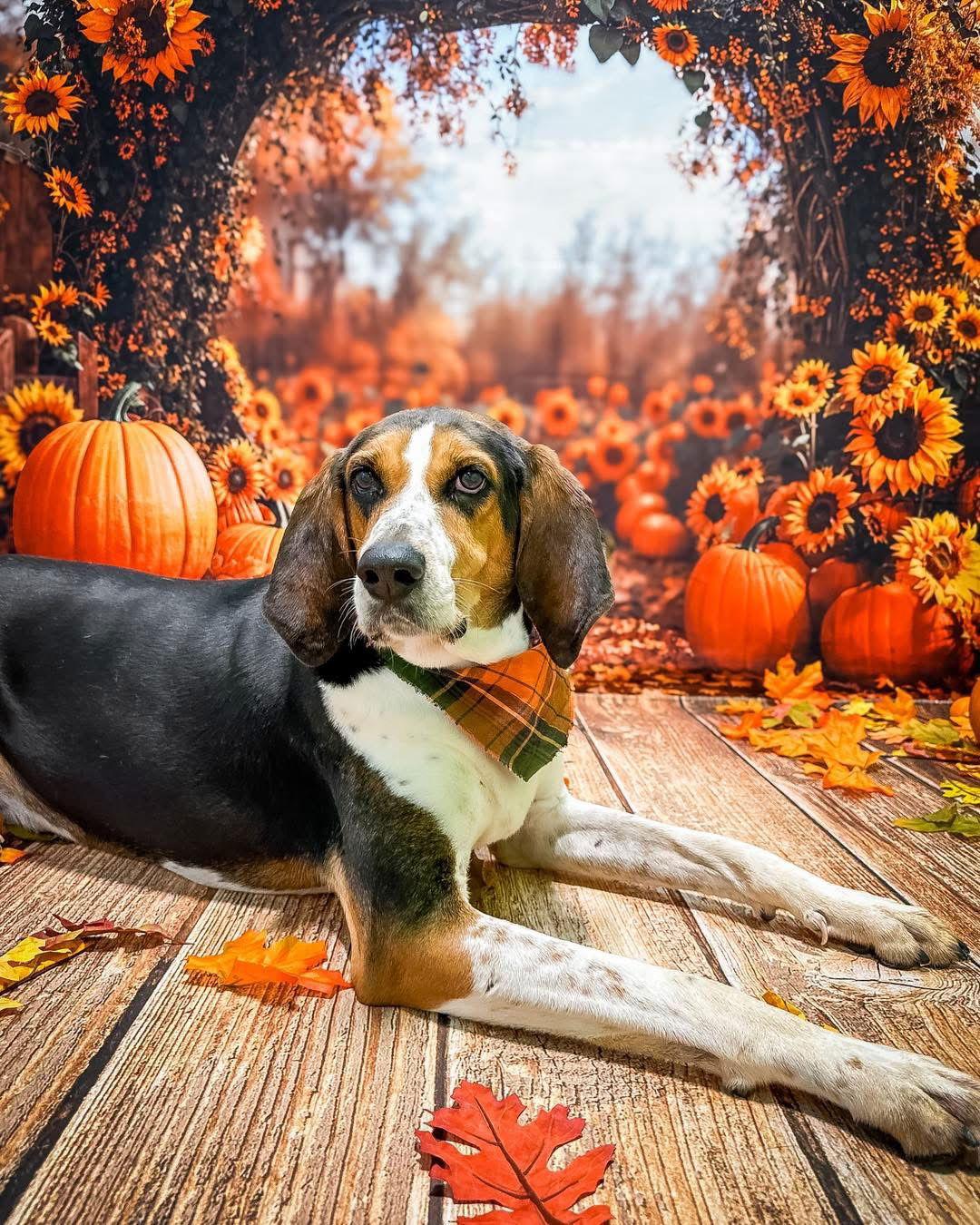 Snoop, a Adoptable Coonhound in Newport, KY image 2/3