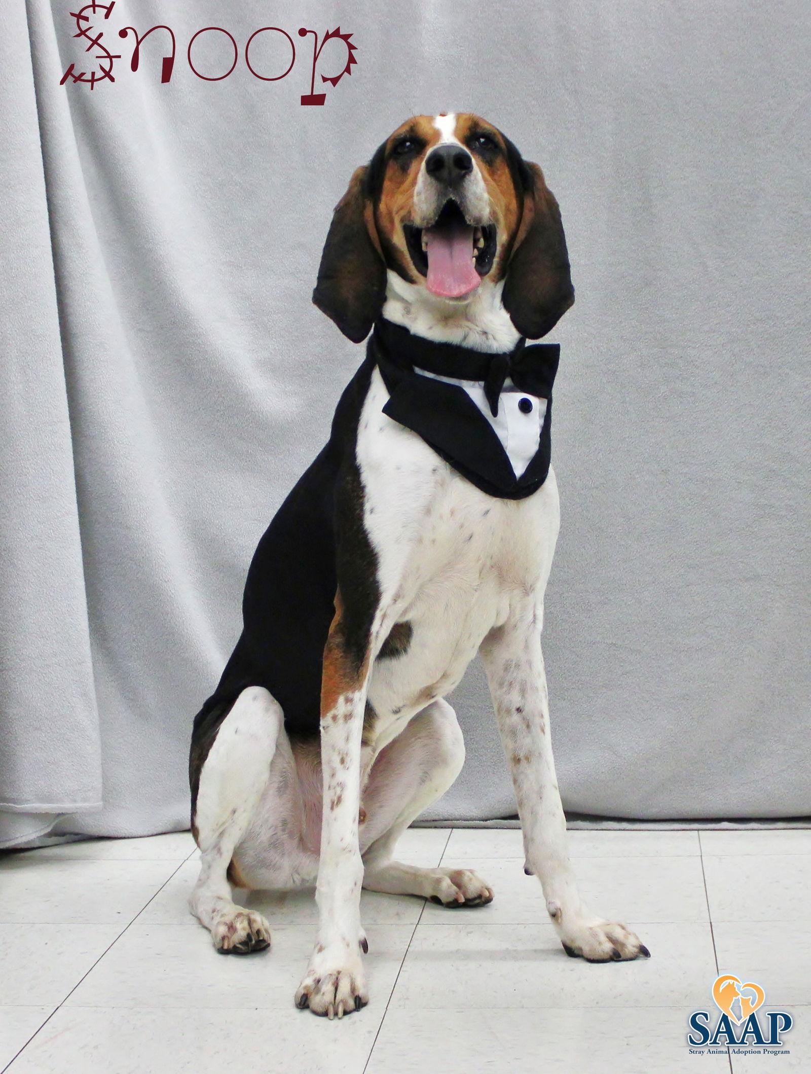 Snoop, a Adoptable Coonhound in Newport, KY image 3/3