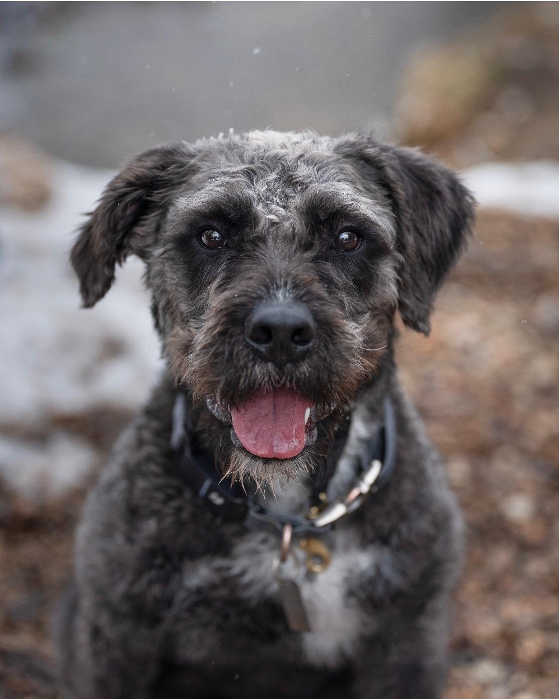 Riggs, Adopted, Young Male Labradoodle.