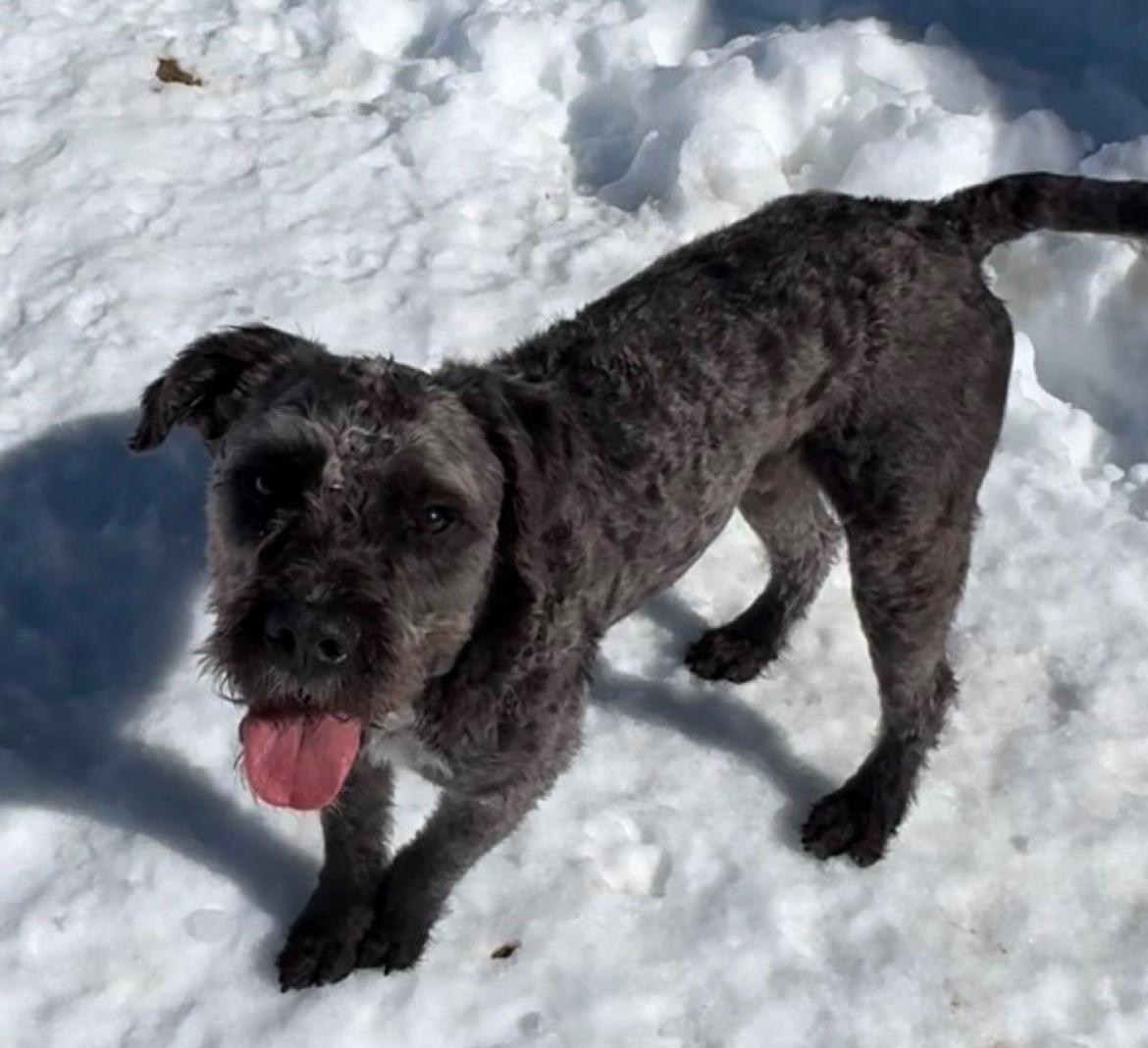 Enlarge Riggs, a Adopted mixed breed in Park City, UT image 4/6