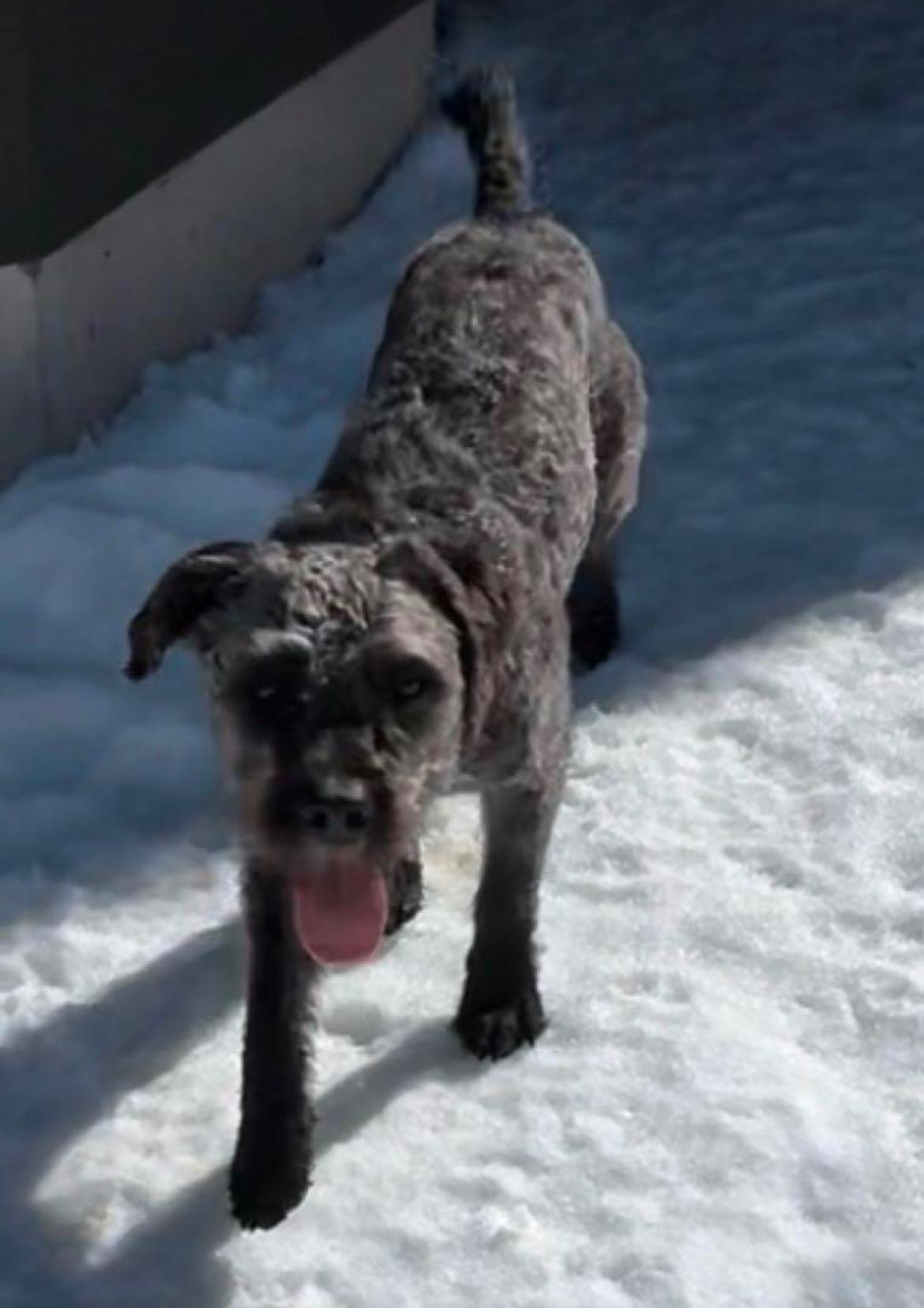 Enlarge Riggs, a Adopted mixed breed in Park City, UT image 5/6