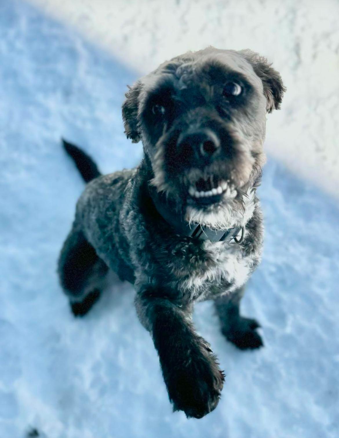 Enlarge Riggs, a Adopted mixed breed in Park City, UT image 3/6