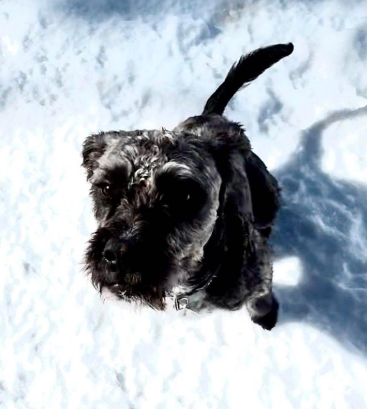 Enlarge Riggs, a Adopted mixed breed in Park City, UT image 6/6