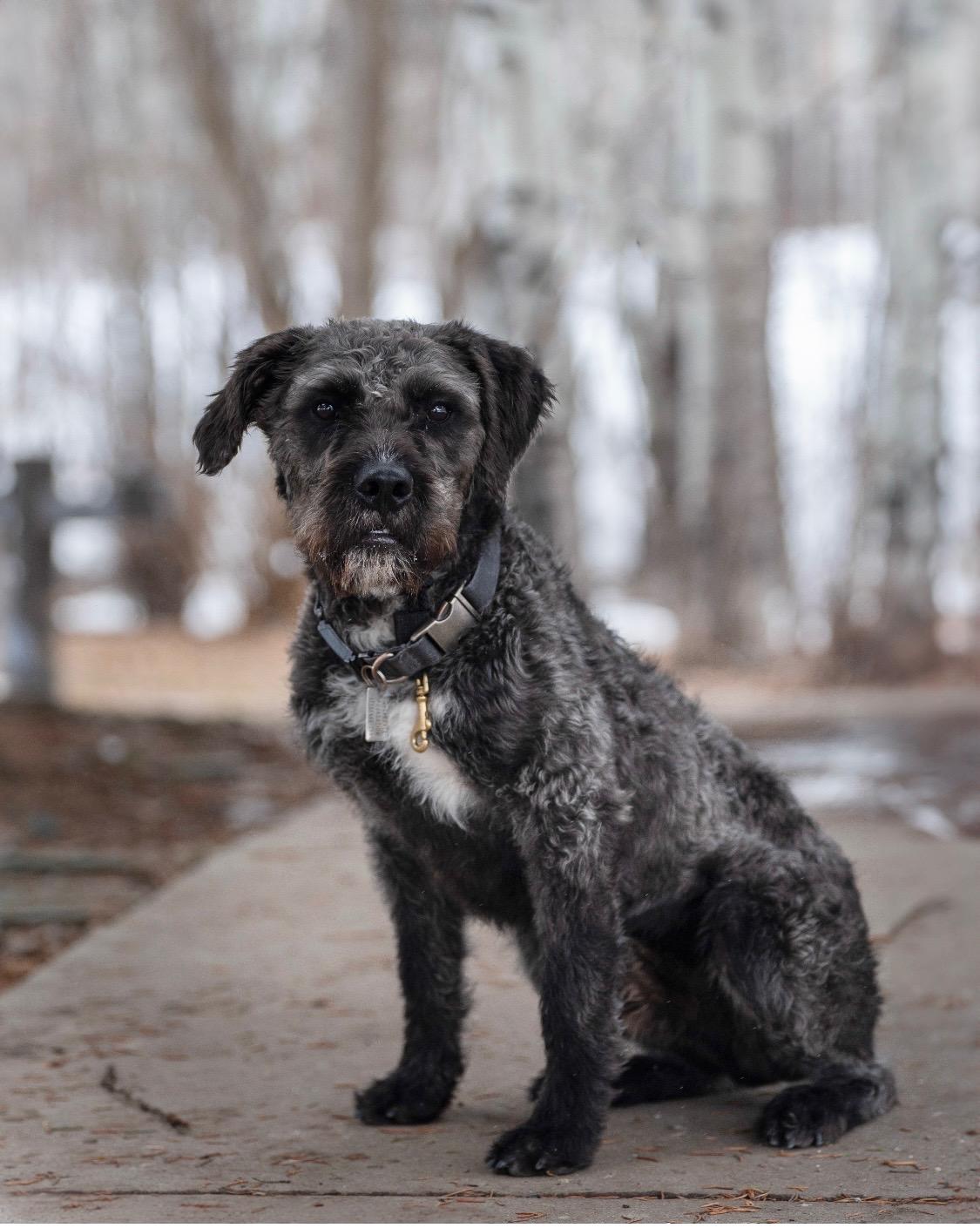 Enlarge Riggs, a Adopted mixed breed in Park City, UT image 2/6