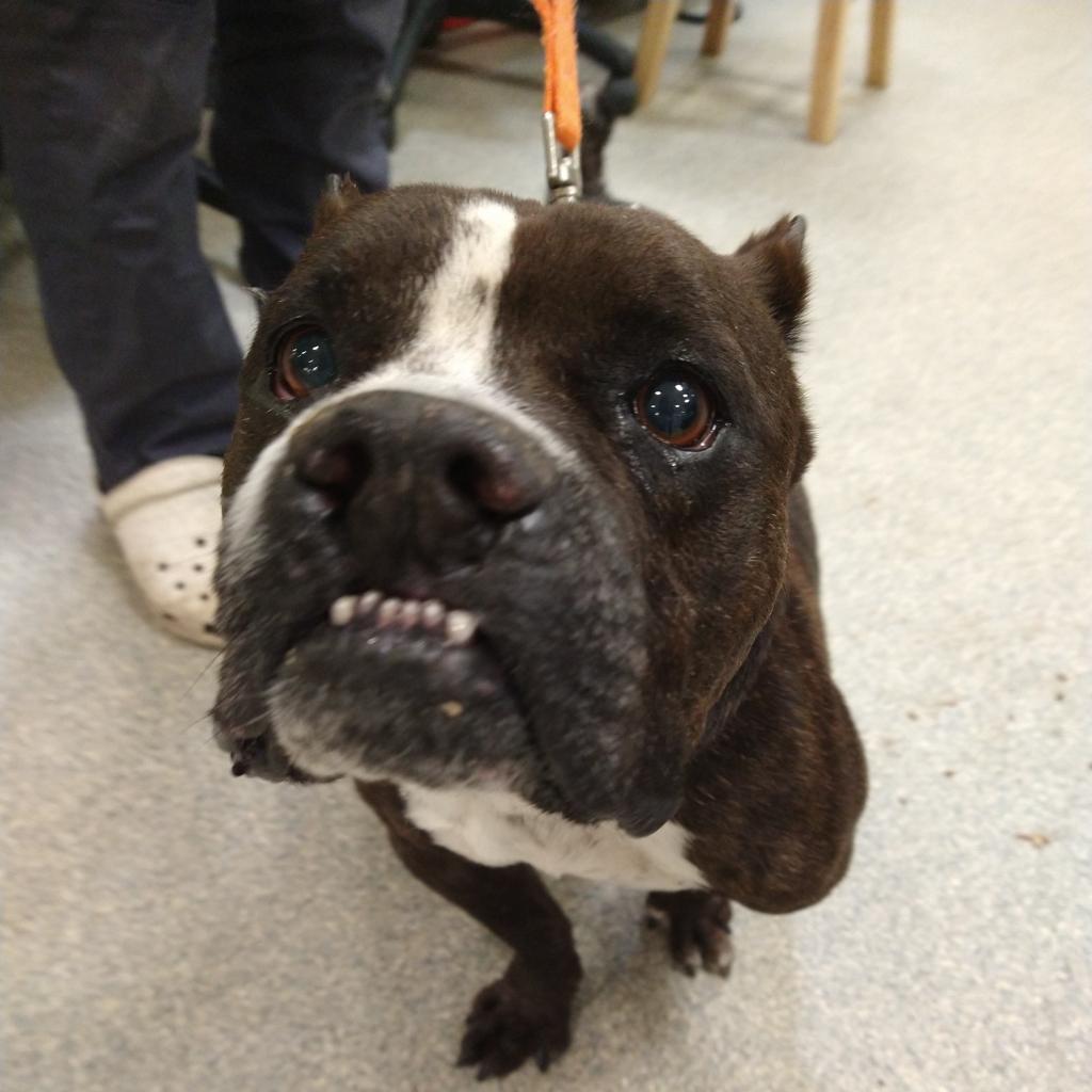 Toothless, Adoptable, Senior Male Mixed Breed.