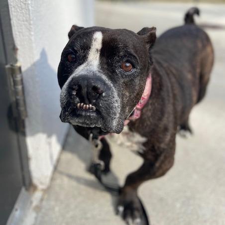 Toothless, a Adoptable Mixed Breed in Jacksonville, FL image 3/4