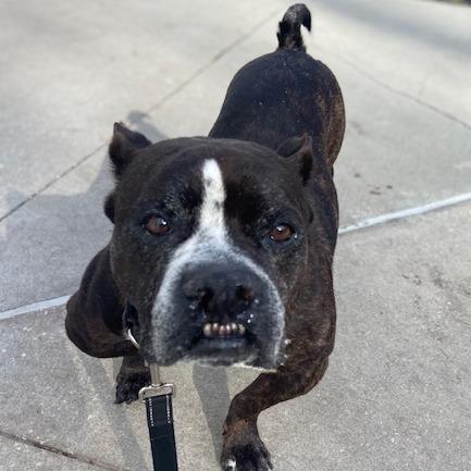Toothless, a Adoptable Mixed Breed in Jacksonville, FL image 4/4