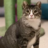 Enlarge Mia, a Adoptable Domestic Short Hair in Owatonna, MN image 5/9