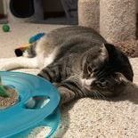 Enlarge Mia, a Adoptable Domestic Short Hair in Owatonna, MN image 6/9