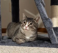 Enlarge Mia, a Adoptable Domestic Short Hair in Owatonna, MN image 7/9