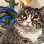 Enlarge Mia, a Adoptable Domestic Short Hair in Owatonna, MN image 1/9