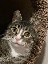 Enlarge Mia, a Adoptable Domestic Short Hair in Owatonna, MN image 8/9