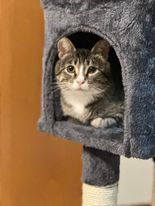 Enlarge Mia, a Adoptable Domestic Short Hair in Owatonna, MN image 9/9