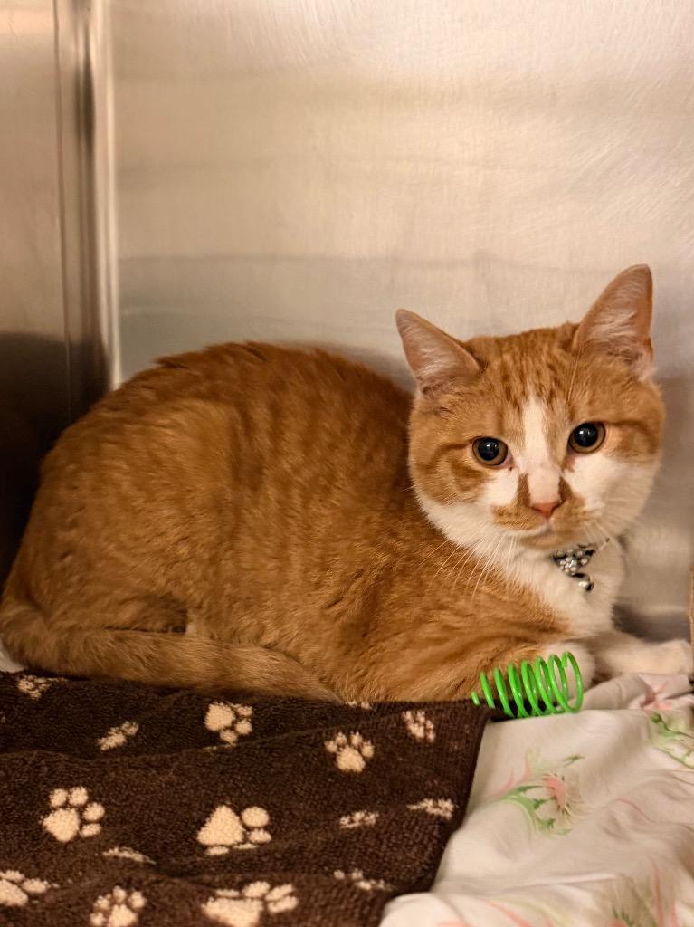 Socks, Adopted, Young Male Domestic Short Hair.