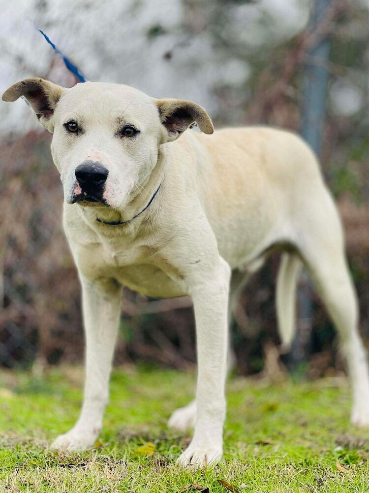 Snow, a ADOPTABLE mixed breed in New Lenox, IL image 4/4