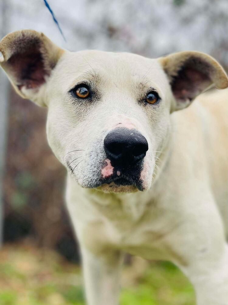 Snow, a ADOPTABLE mixed breed in New Lenox, IL image 2/4