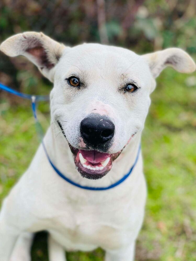 Snow, a ADOPTABLE mixed breed in New Lenox, IL image 1/4
