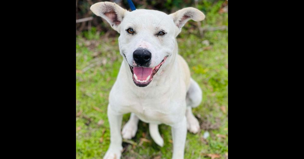 Snow, a ADOPTABLE mixed breed in New Lenox, IL image 3/4