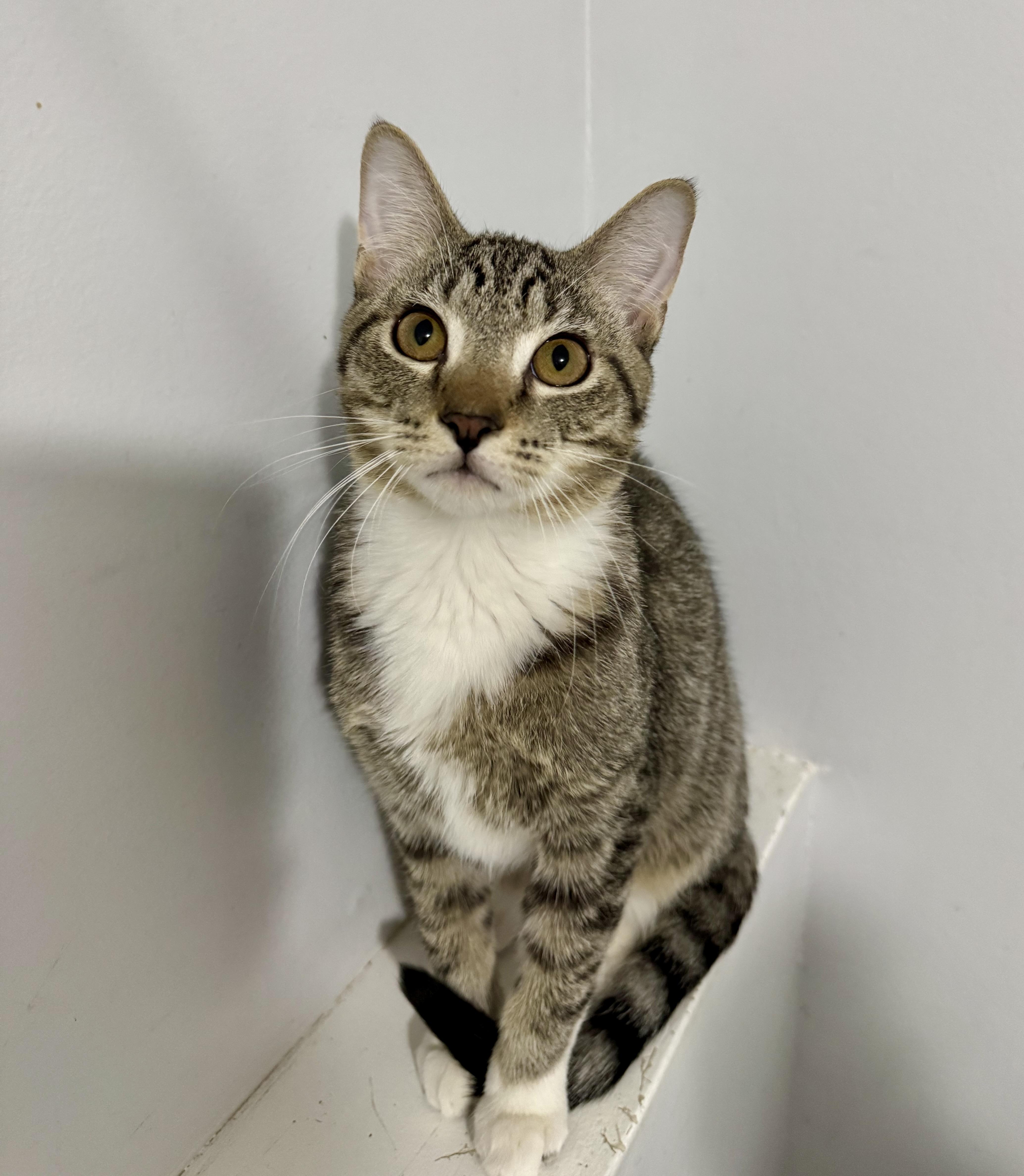 Simba, adoptable, Kitten Male Tabby.