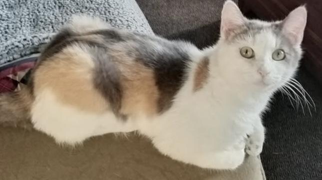 Francesca, Adoptable, Young Female Dilute Calico & Domestic Short Hair.
