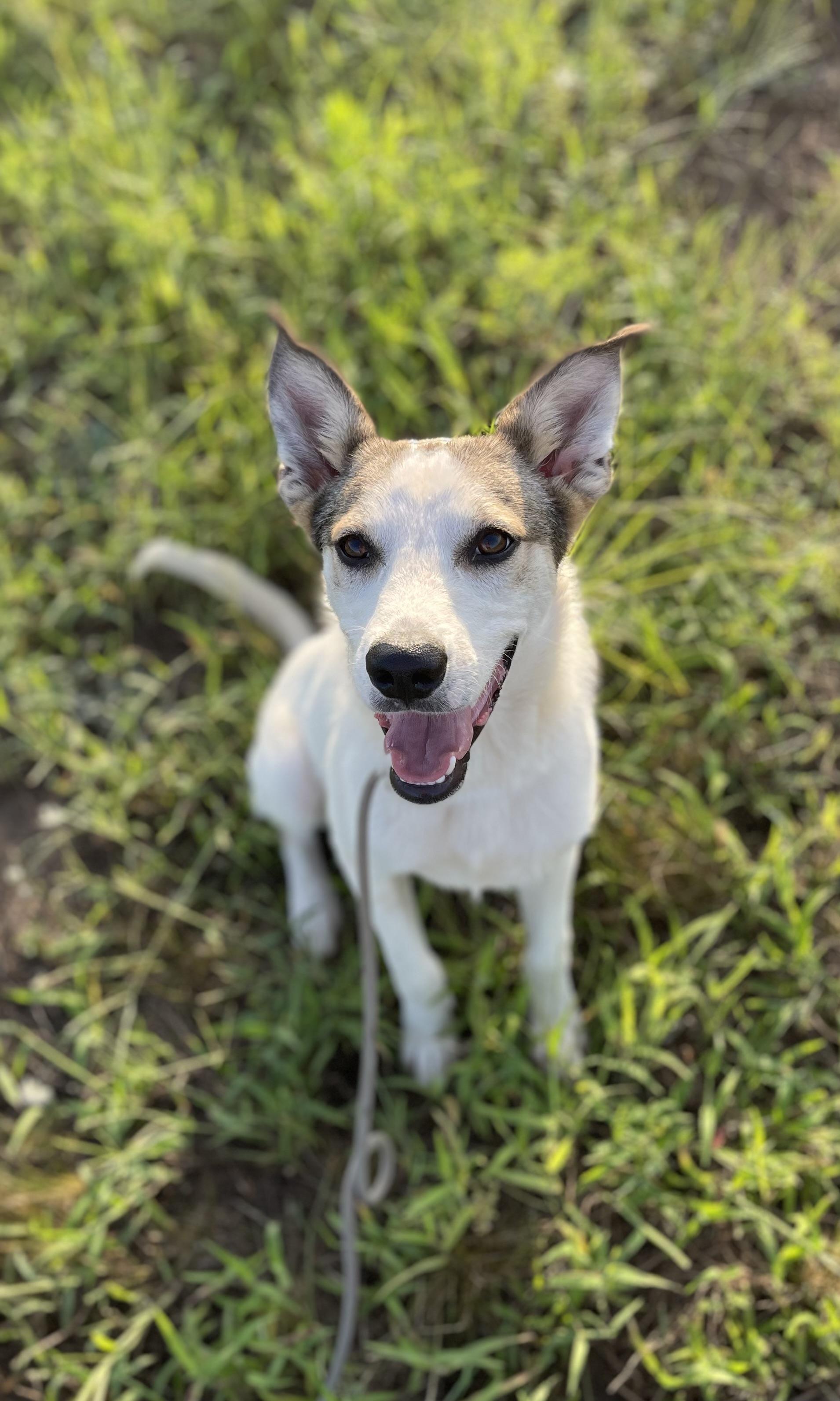 Enlarge Archie, a Adoptable mixed breed in Alexandria , VA image 4/4