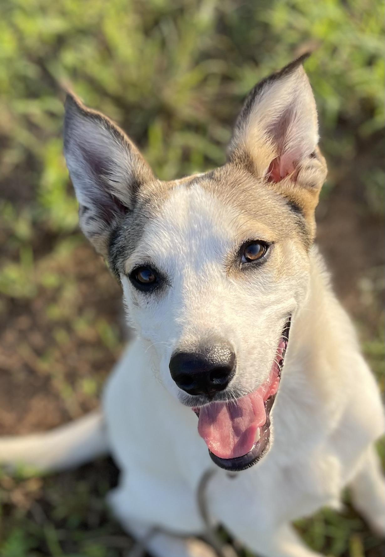 Enlarge Archie, a Adoptable mixed breed in Alexandria , VA image 2/4