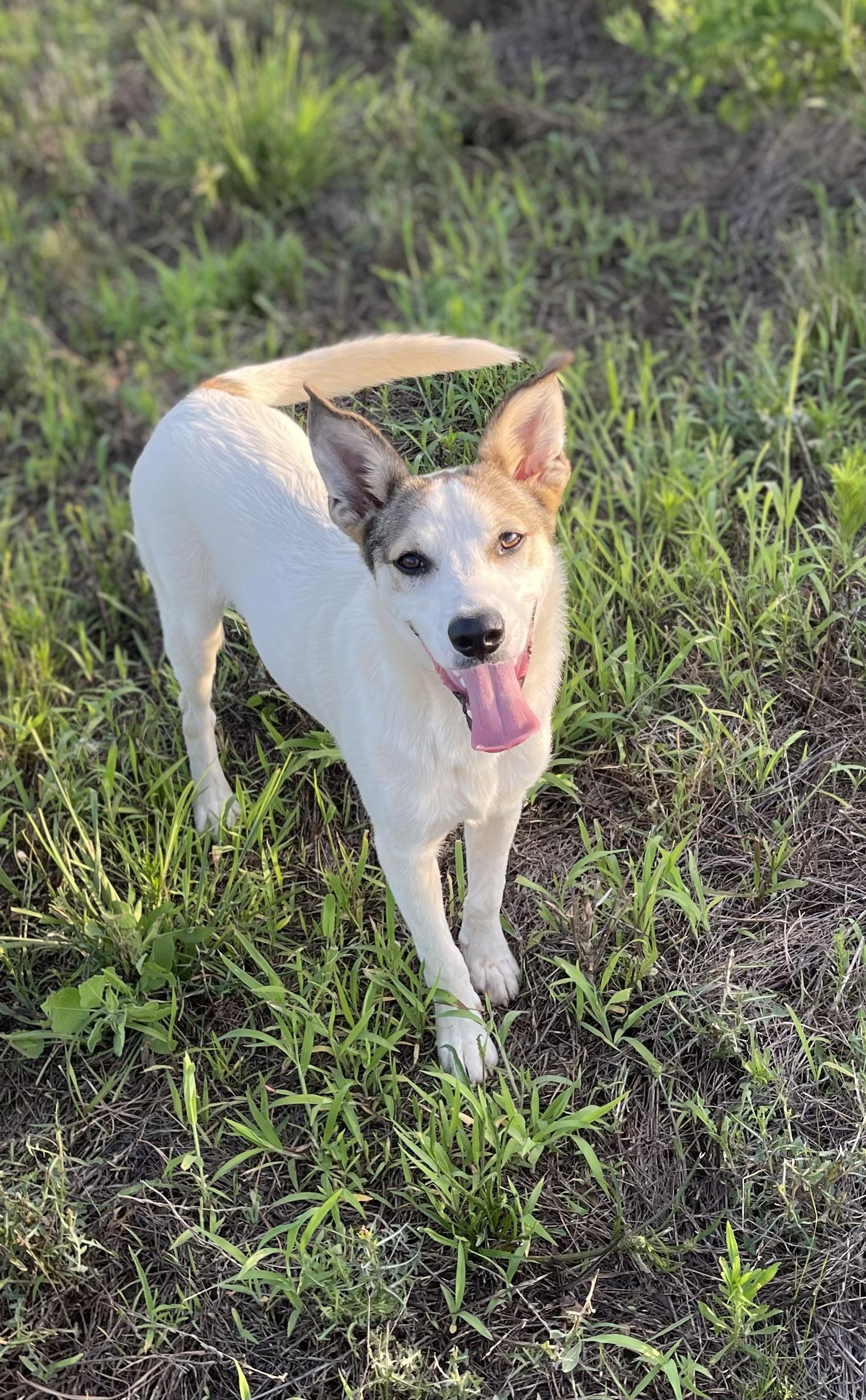 Archie, ADOPTABLE, Puppy • Male, Australian Cattle Dog / Blue Heeler & Australian Kelpie.