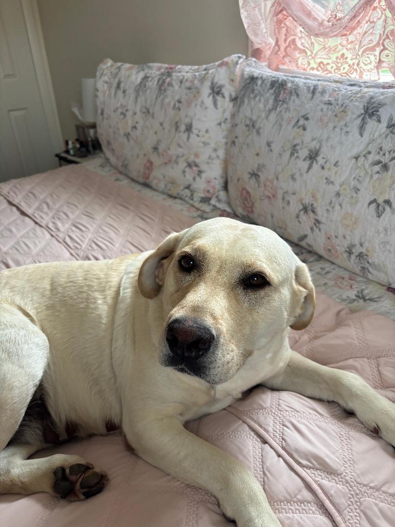 Enlarge Brooke AKA Brookie, an adopted Labrador Retriever in Warrington, PA image 1/5