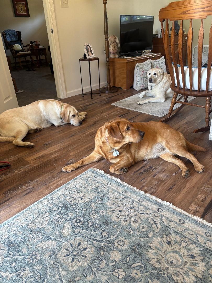 Enlarge Brooke AKA Brookie, an adopted Labrador Retriever in Warrington, PA image 5/5
