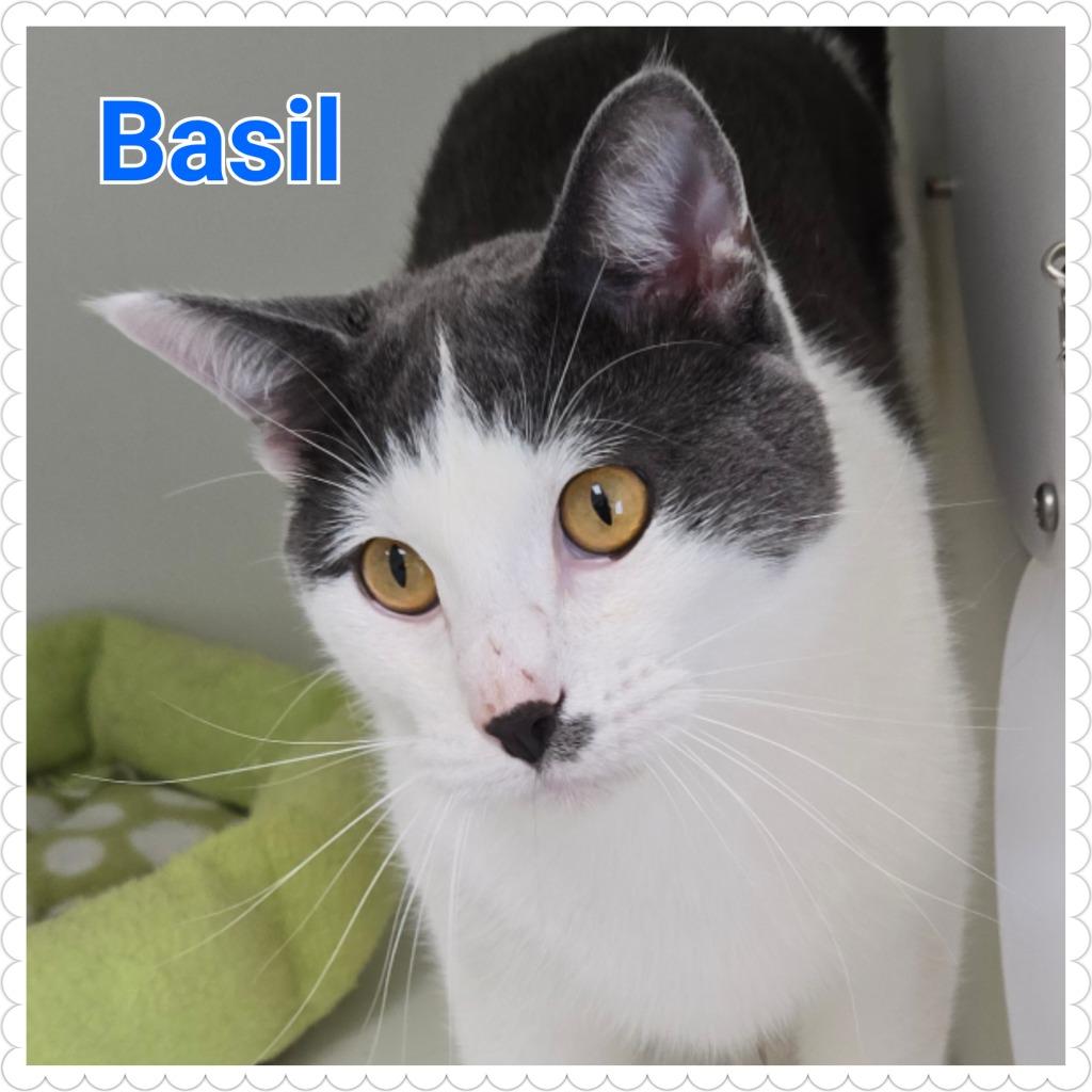 Basil, Adopted, Young Male Domestic Short Hair.