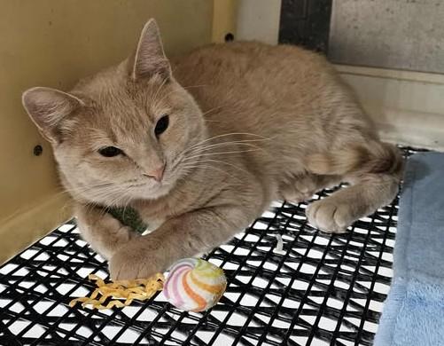 Peter, an adoptable Domestic Short Hair in Chappell, NE, 69129 | Photo Image 1
