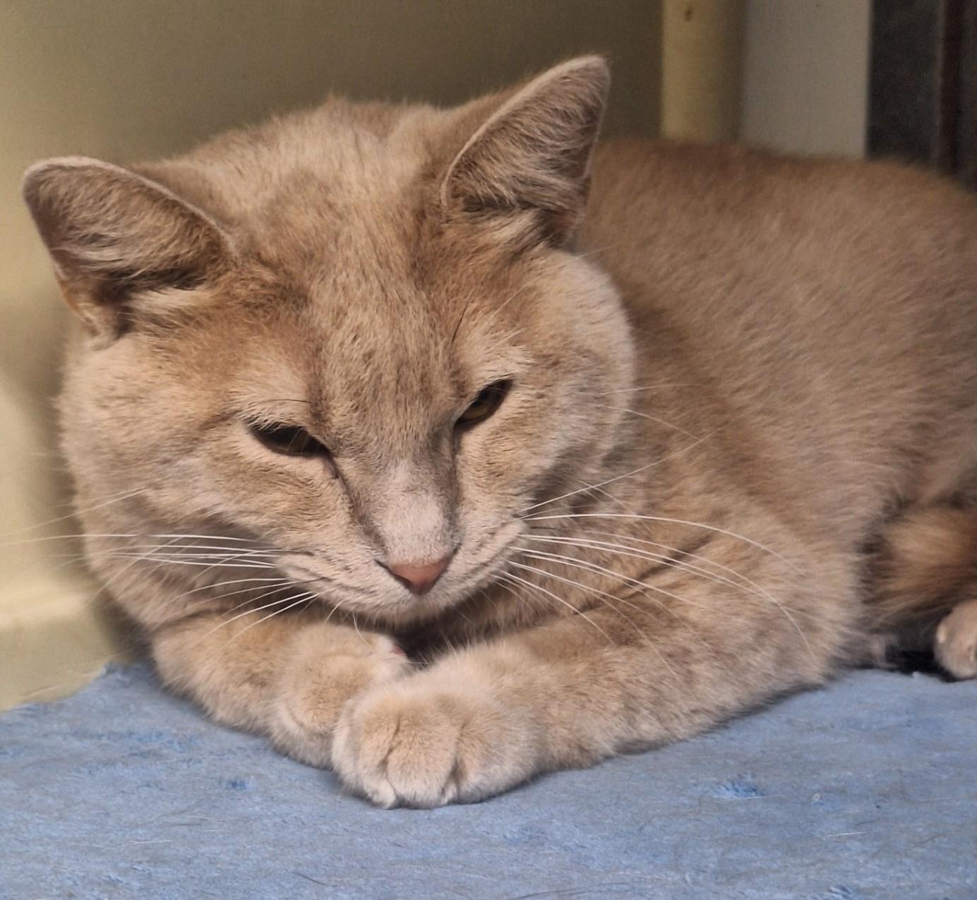 Peter, an adoptable Domestic Short Hair in Chappell, NE, 69129 | Photo Image 2