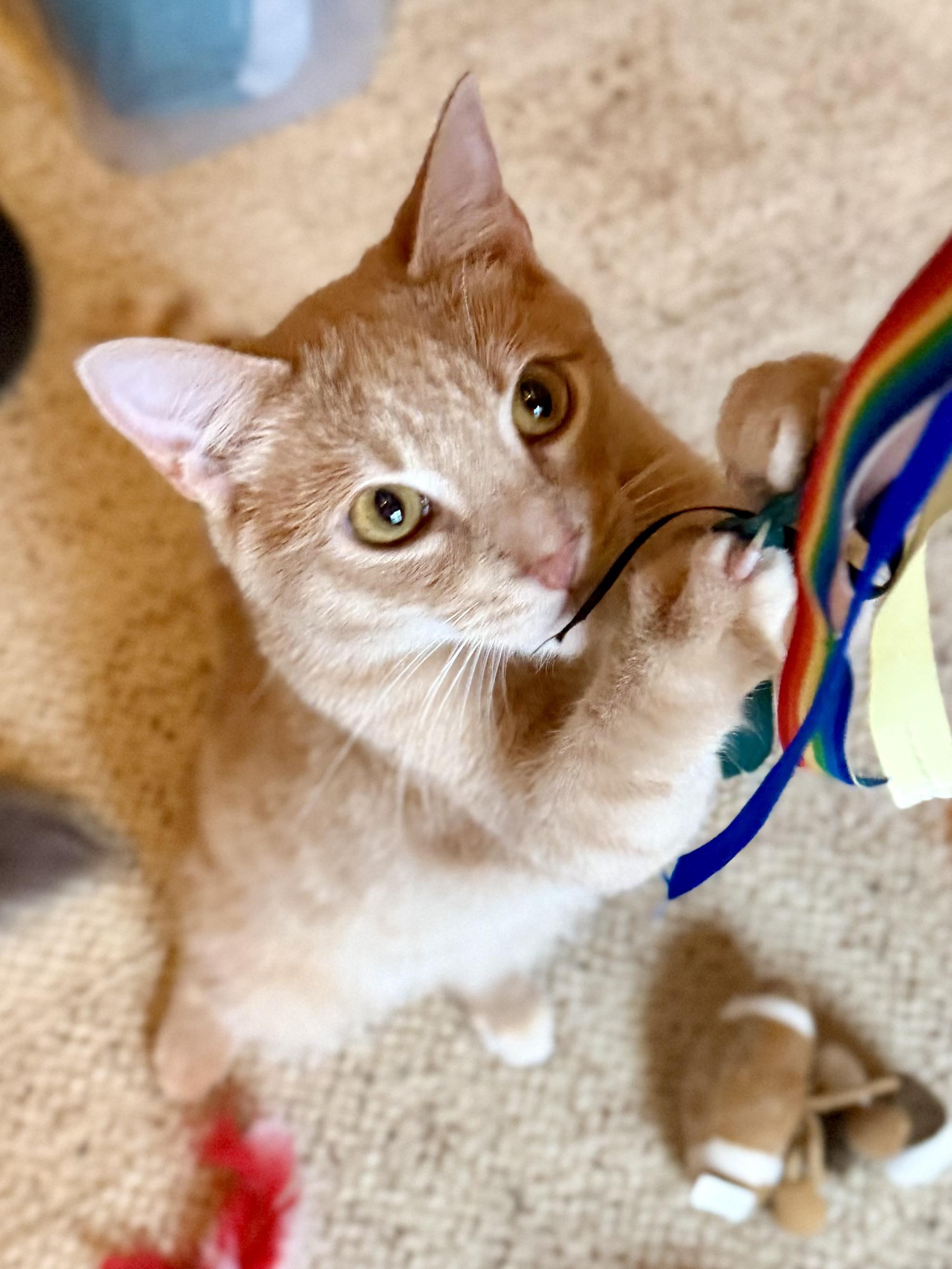 Enlarge Kevin, an adopted Domestic Short Hair in Sedalia, MO image 3/6