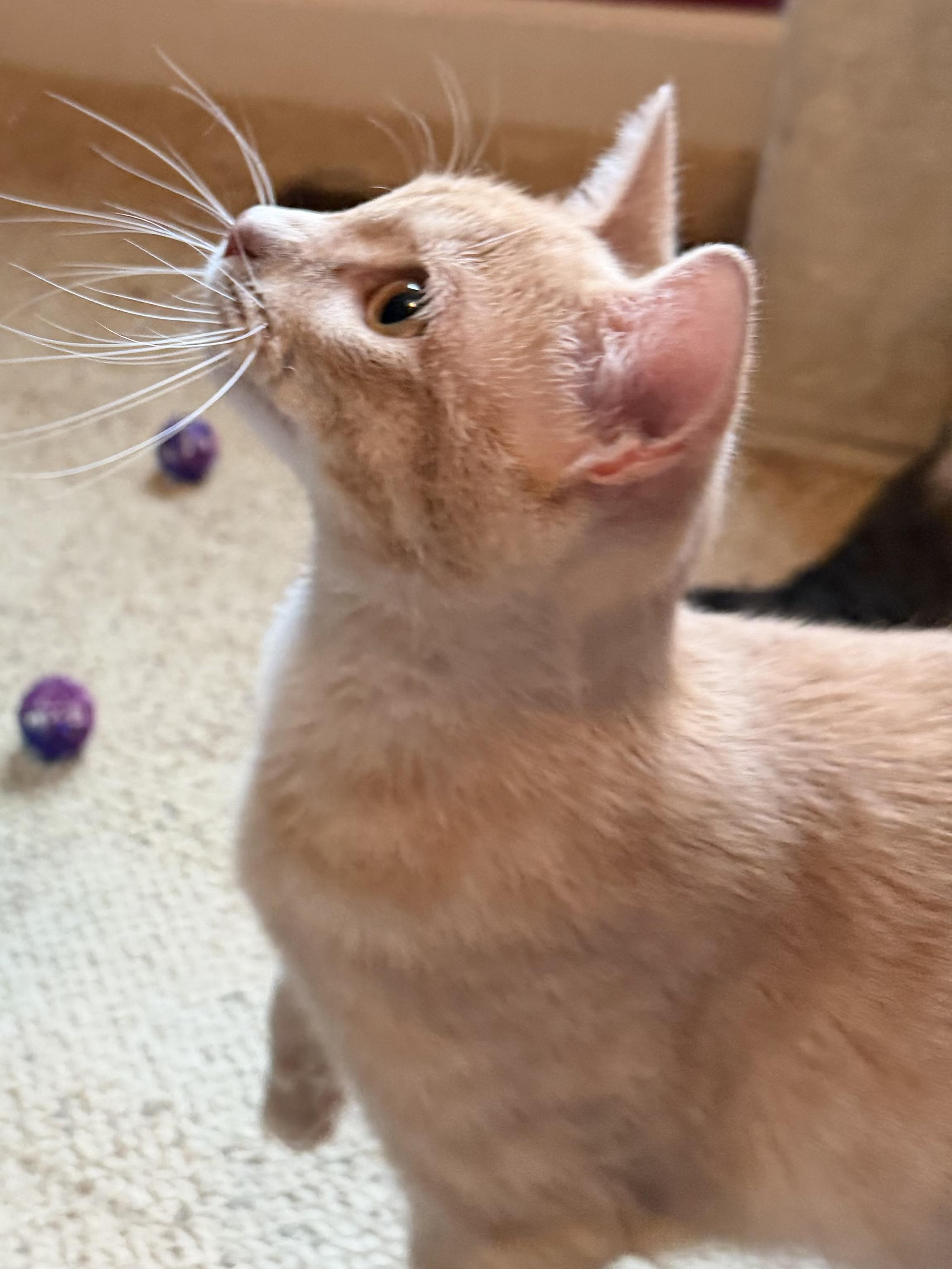 Enlarge Kevin, an adopted Domestic Short Hair in Sedalia, MO image 4/6