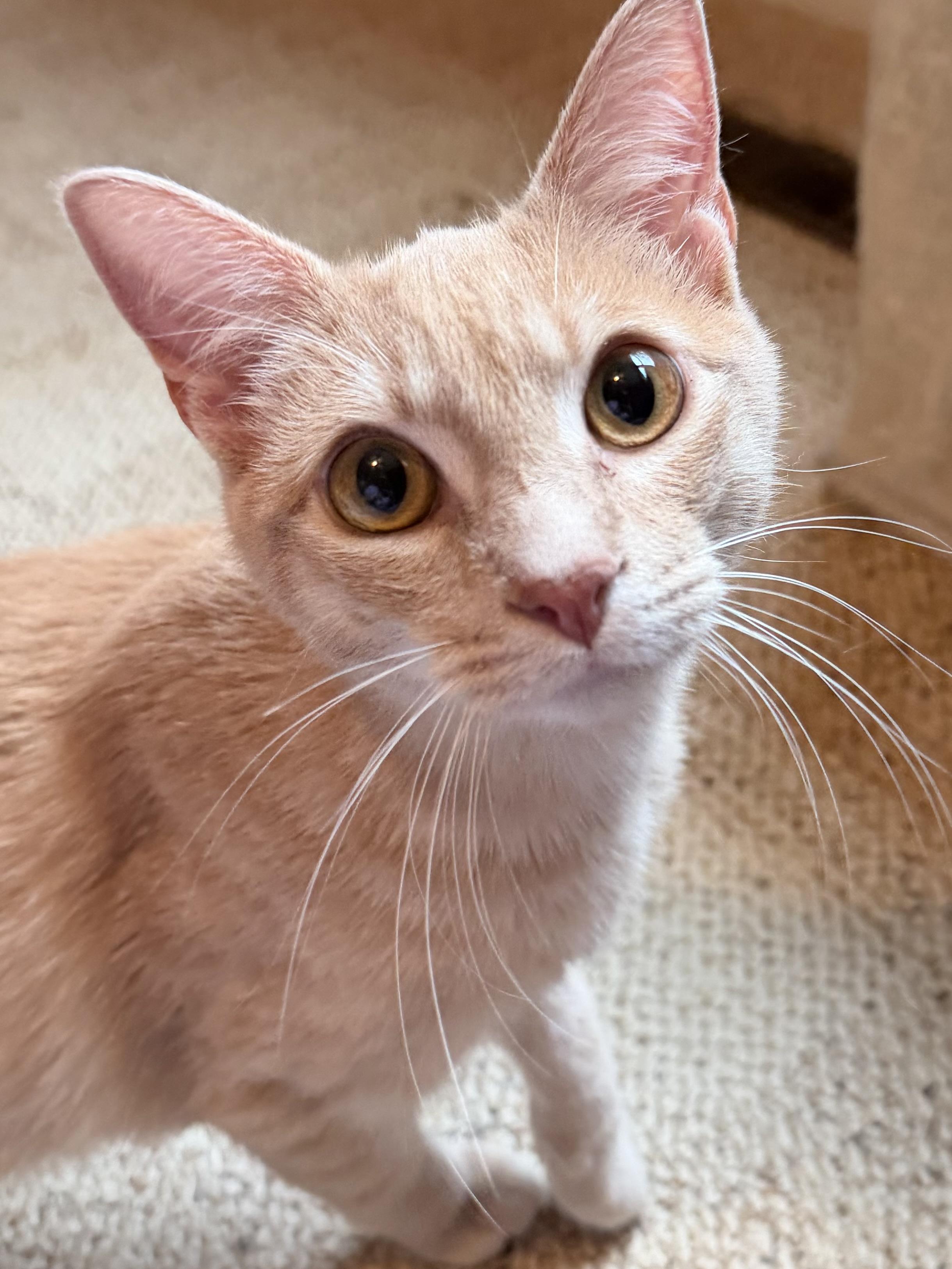 Enlarge Kevin, an adopted Domestic Short Hair in Sedalia, MO image 6/6