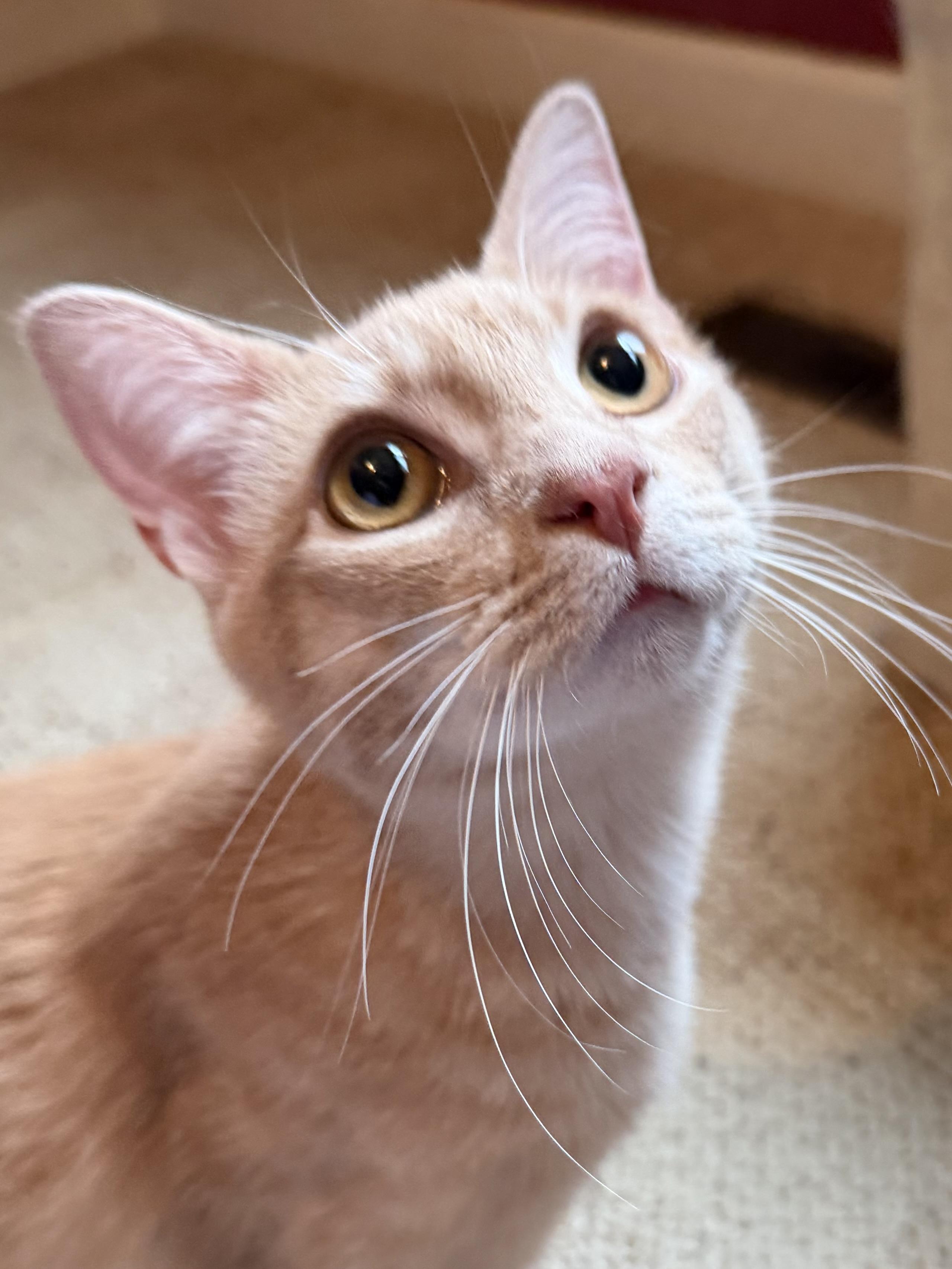 Enlarge Kevin, an adopted Domestic Short Hair in Sedalia, MO image 1/6