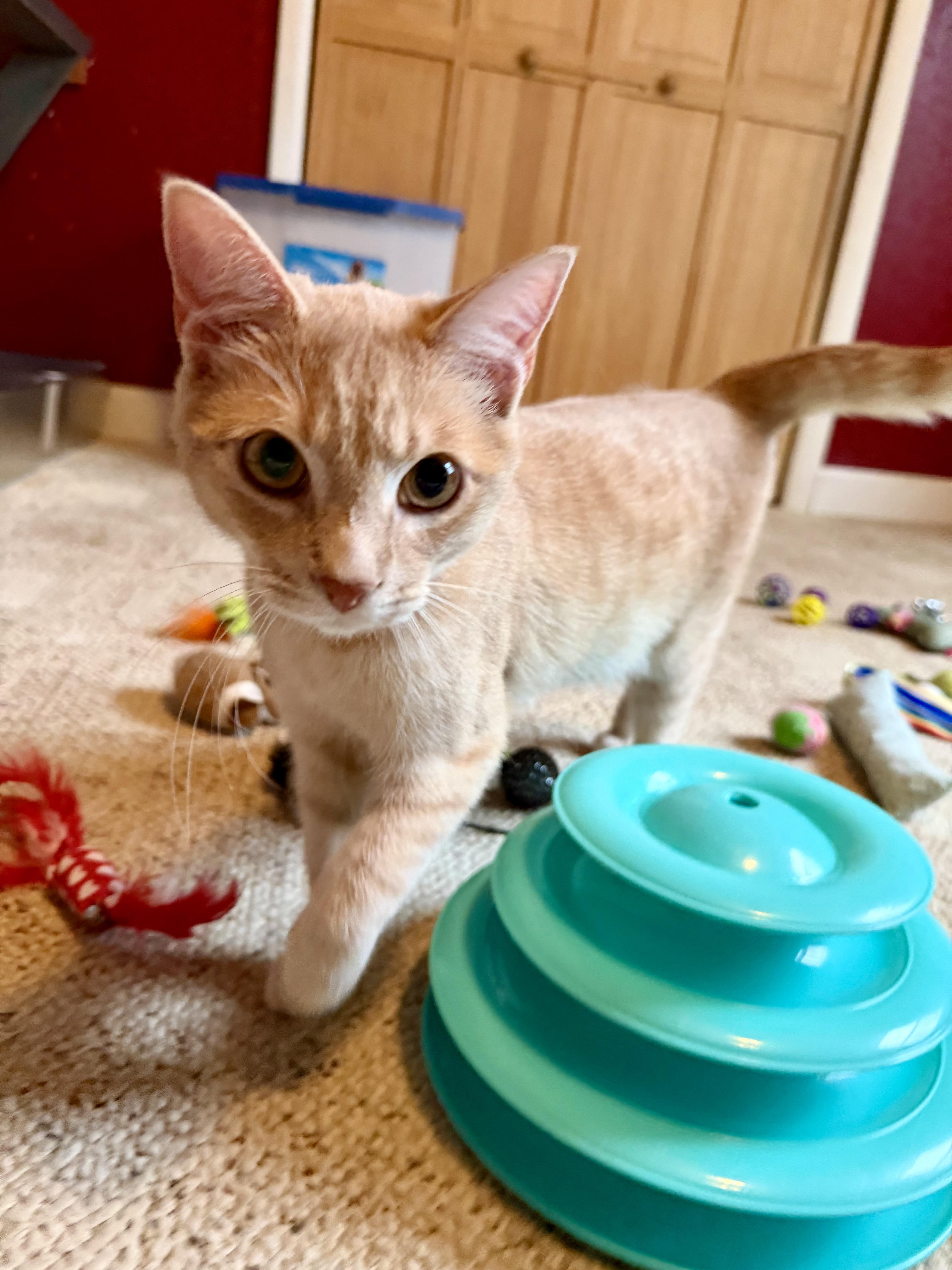 Enlarge Kevin, an adopted Domestic Short Hair in Sedalia, MO image 2/6