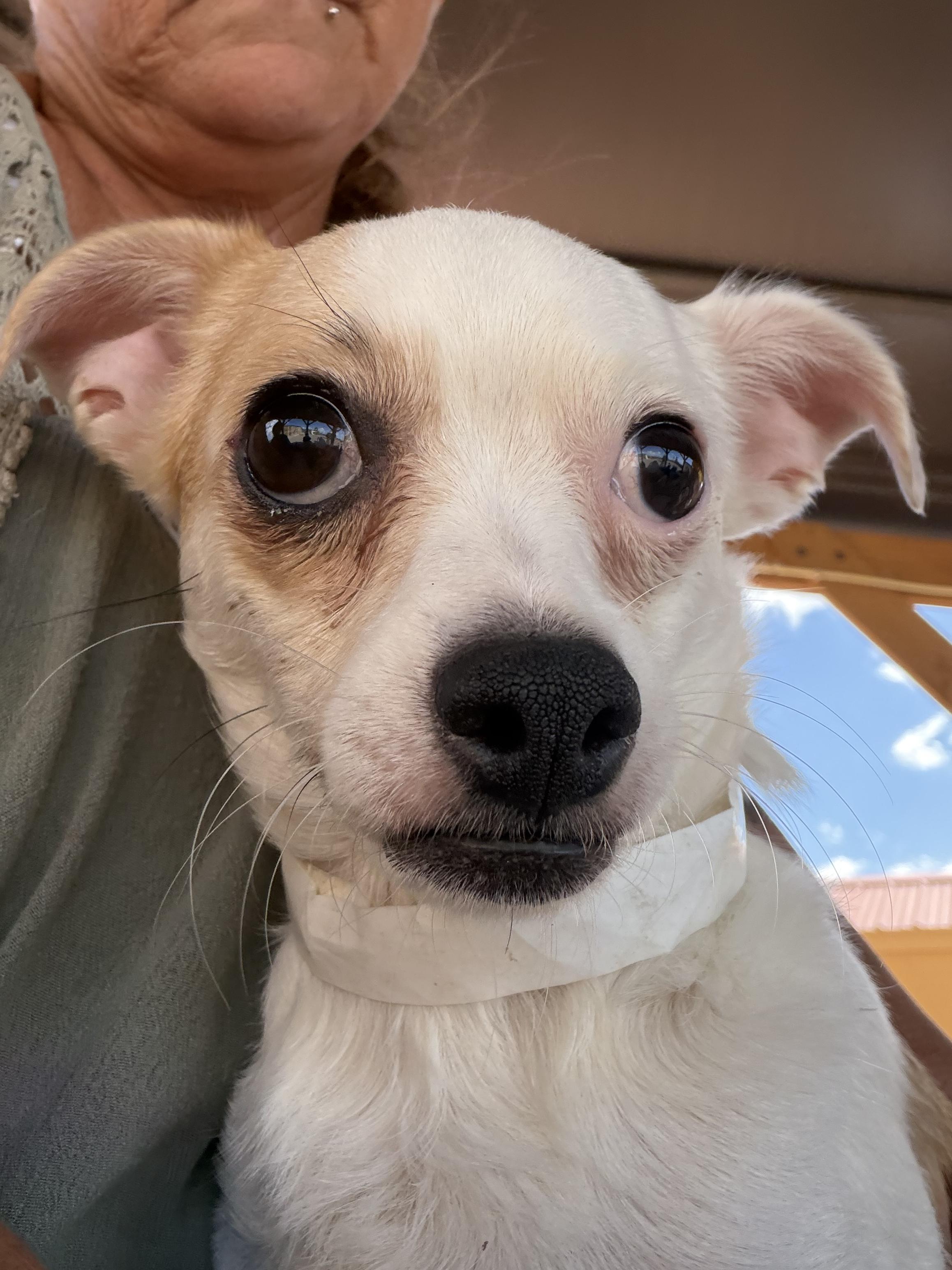 Fannie, ADOPTABLE, Young Female Chihuahua & Jack Russell Terrier.
