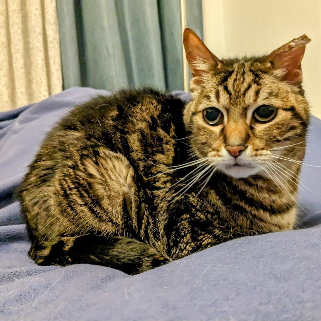 Kiki, Adoptable, Senior Male Domestic Short Hair.