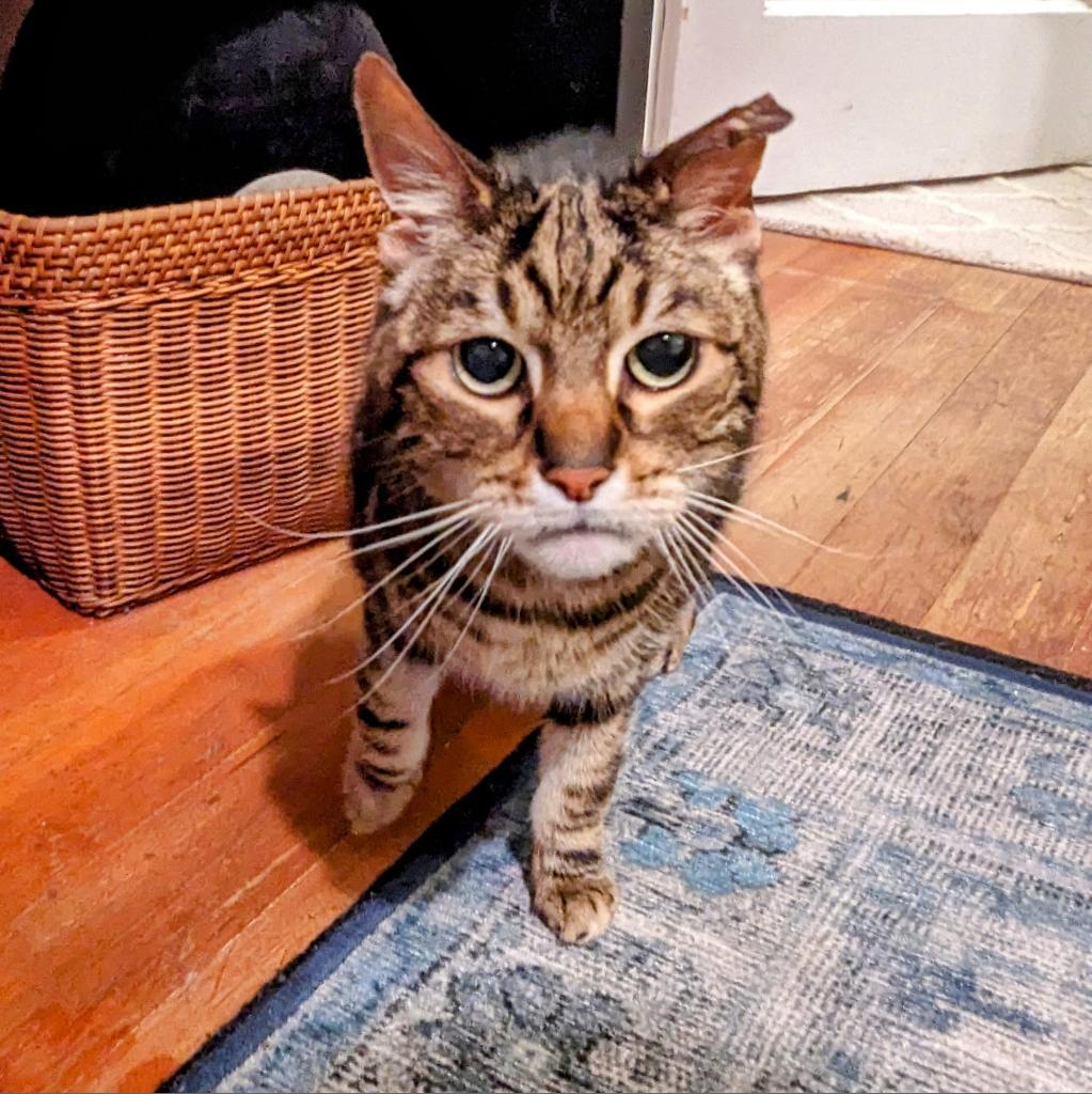 Enlarge Kiki, a Adoptable Domestic Short Hair in Ramona, CA image 5/6