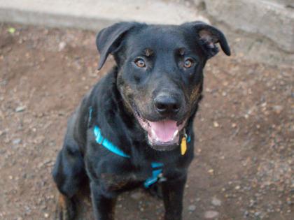 Enlarge Crush, a Adoptable mixed breed in Golden Valley, MN image 2/3