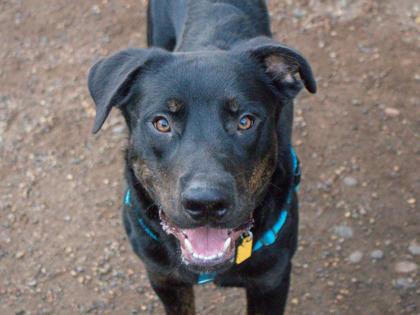 Enlarge Crush, a Adoptable mixed breed in Golden Valley, MN image 3/3