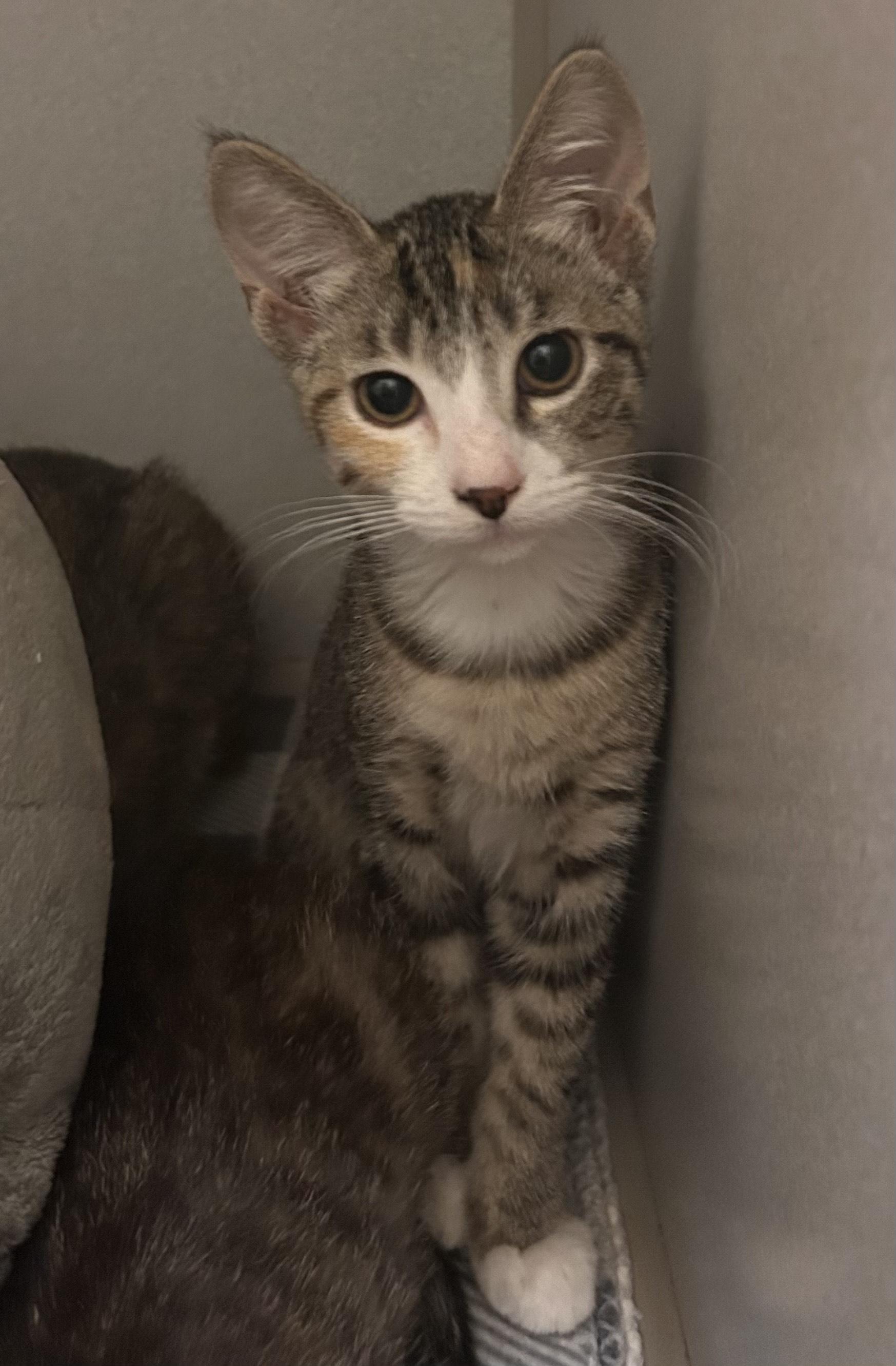 Pigeon, Adoptable, Kitten Female Domestic Short Hair.