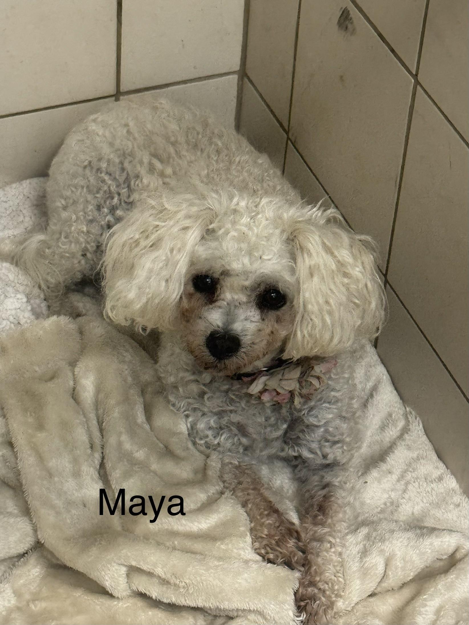 Enlarge Maya, an adopted Poodle in Ulster, PA image 1/1