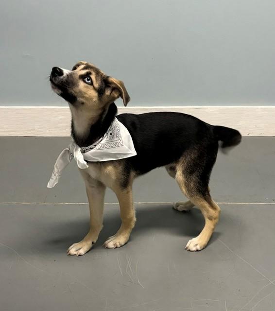 Binx, Adopted, Puppy Male Shepherd.