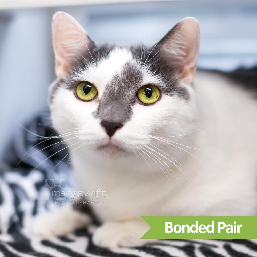 Enlarge Leo ( bonded with OJ), a Adoptable Domestic Short Hair in Reisterstown, MD image 1/2