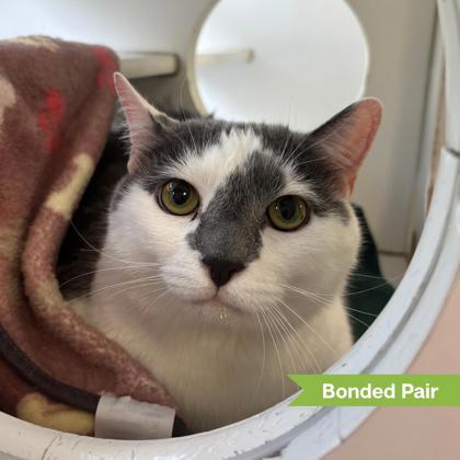 Enlarge Leo ( bonded with OJ), a Adoptable Domestic Short Hair in Reisterstown, MD image 2/2